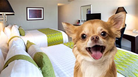 puebla hotel petfriendly